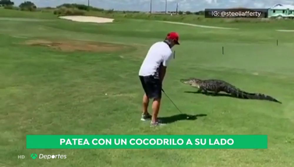 ¡Atención al 'swing'!: un golfista patea una pelota de golf, mientras un caimán hace aparición