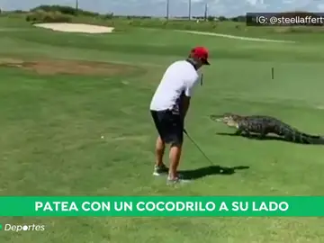 ¡Atención al 'swing'!: un golfista patea una pelota de golf, mientras un caimán hace aparición ¡Atención al 'swing'!: un golfista patea una pelota de golf, mientras un caimán hace aparición