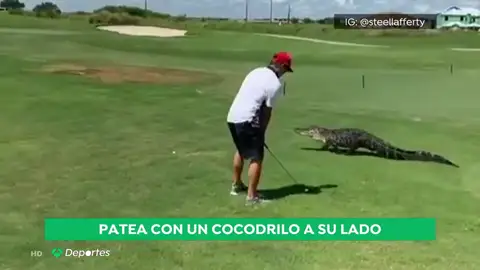 ¡Atención al 'swing'!: un golfista patea una pelota de golf, mientras un caimán hace aparición ¡Atención al 'swing'!: un golfista patea una pelota de golf, mientras un caimán hace aparición