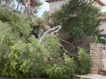 Árboles caídos por la lluvia en Mallorca Árboles caídos por la lluvia en Mallorca