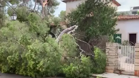 Árboles caídos por la lluvia en Mallorca Árboles caídos por la lluvia en Mallorca