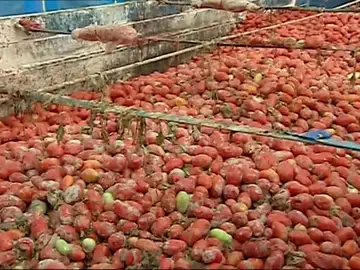 Llega la Tomatina de Buñol Llega la Tomatina de Buñol