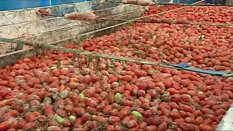 Llega la Tomatina de Buñol Llega la Tomatina de Buñol