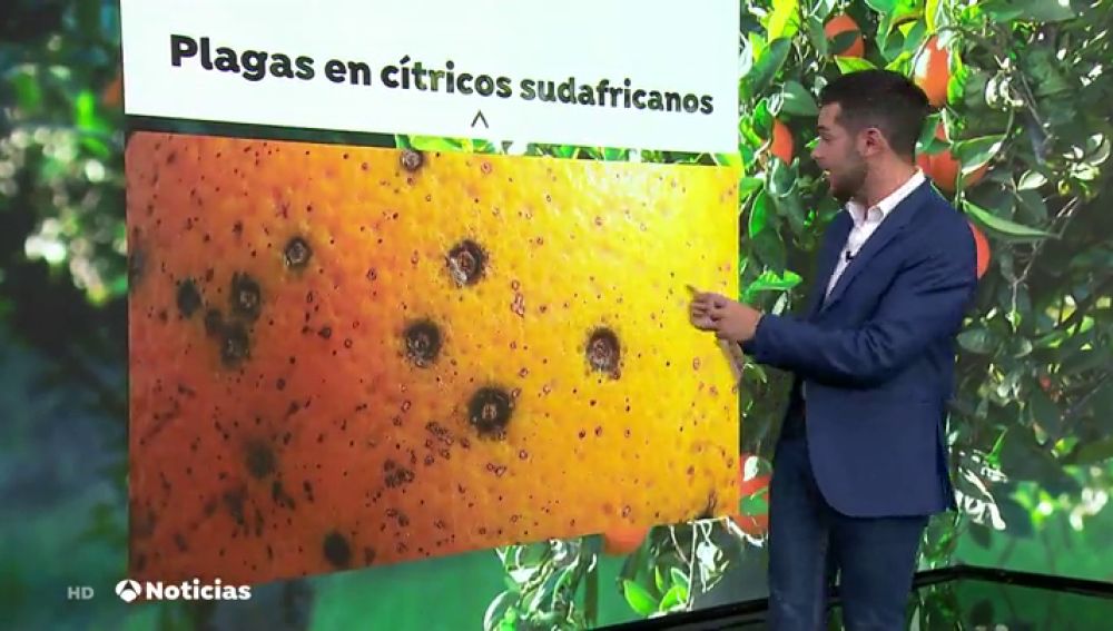 Los agricultores valencianos alertan de la llegada de cítricos contaminados