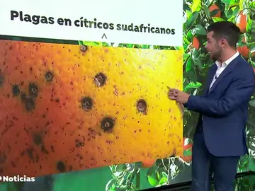 Los agricultores valencianos alertan de la llegada de cítricos contaminados Los agricultores valencianos alertan de la llegada de cítricos contaminados