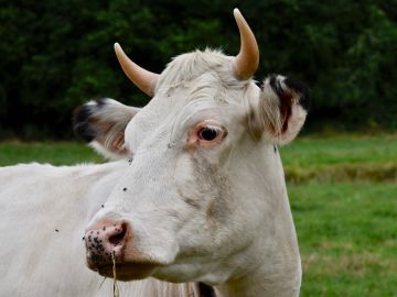 Imagen ilustrativa de una vaca Imagen ilustrativa de una vaca