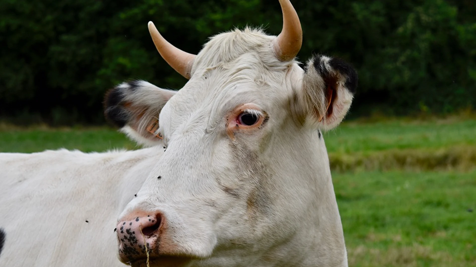 Imagen ilustrativa de una vaca Imagen ilustrativa de una vaca
