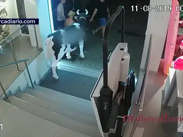 Detienen a un hombre al robarla réplica de una vaca en Mallorca Detienen a un hombre al robarla réplica de una vaca en Mallorca