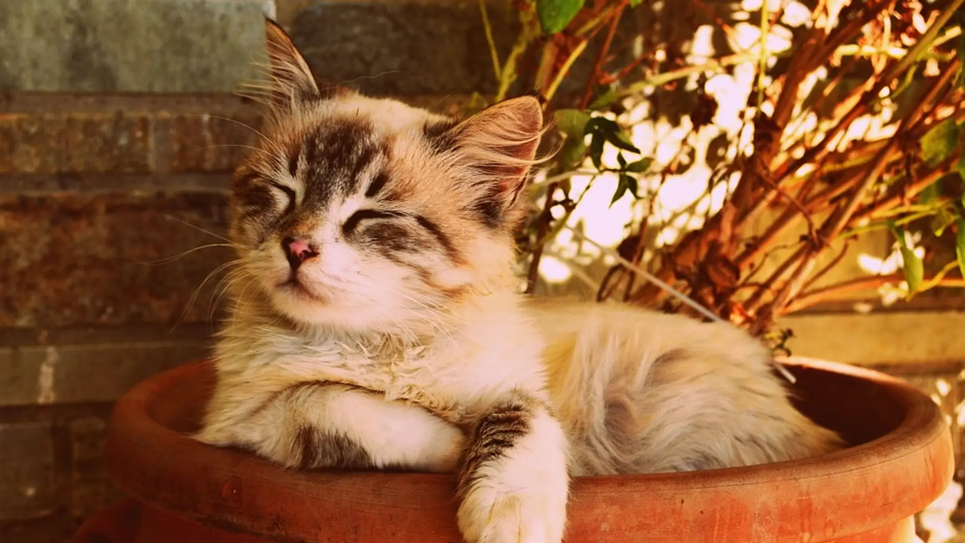 Imagen de archivo de un gato