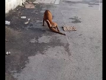 El perro que camina arrastrando la pata en Tailandia