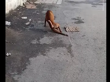 El perro que camina arrastrando la pata en Tailandia El perro que camina arrastrando la pata en Tailandia