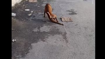 El perro que camina arrastrando la pata en Tailandia