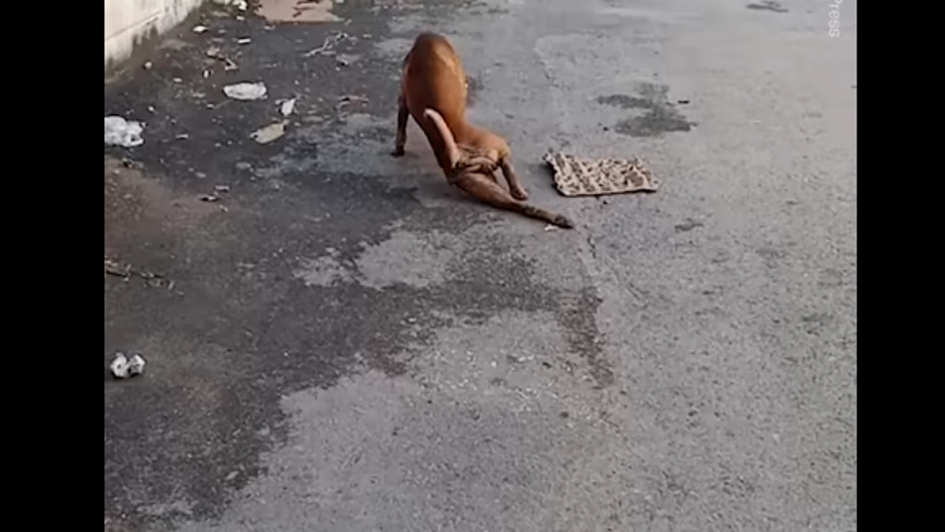El perro que camina arrastrando la pata en Tailandia El perro que camina arrastrando la pata en Tailandia