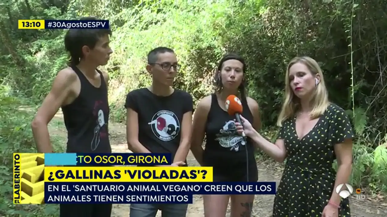 'Almas veganas', defensoras de 'las gallinas violadas': "En la industria del huevo hay mucha tortura"