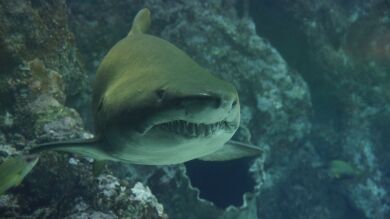 Terrorífico momento en el que un gran tiburón ataca un yate de lujo en Nueva Zelanda
