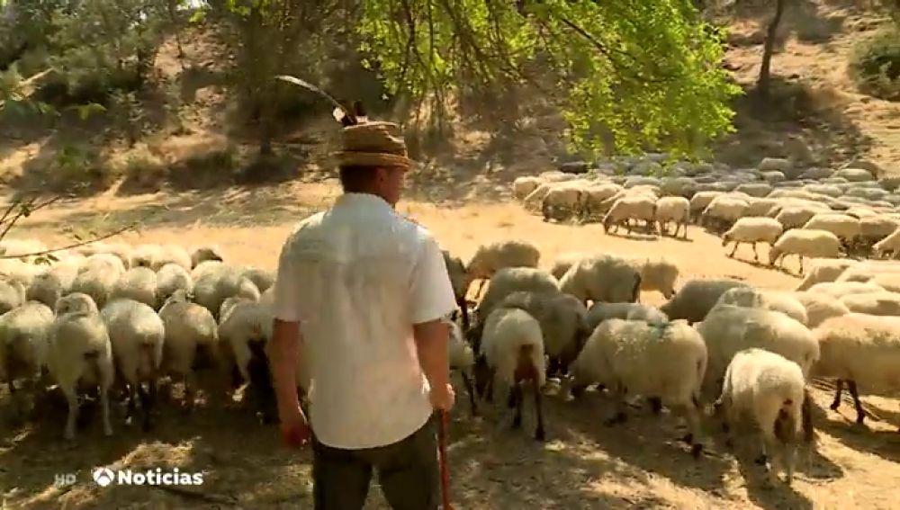 Unas ovejas se alimentan de malas hierbas para evitar incendios en Algete (Madrid)