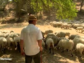 Unas ovejas se alimentan de malas hierbas para evitar incendios en Algete (Madrid)