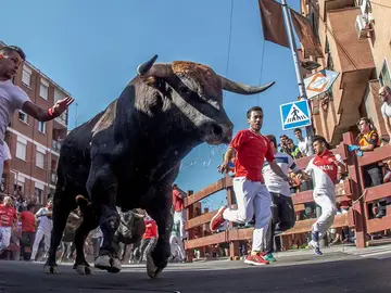 Encierros de Sanse 2019 (31-08-19) Encierros de Sanse 2019 (31-08-19)