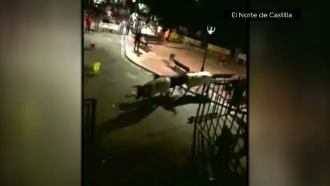 Tres toros desatan el pánico al salirse del recorrido en el encierro nocturno de Ataquines Tres toros desatan el pánico al salirse del recorrido en el encierro nocturno de Ataquines