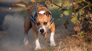 Perro American Staffordshire.