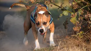 Perro American Staffordshire Perro American Staffordshire.