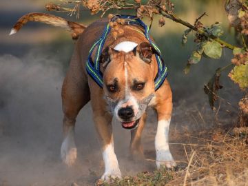 Perro American Staffordshire 