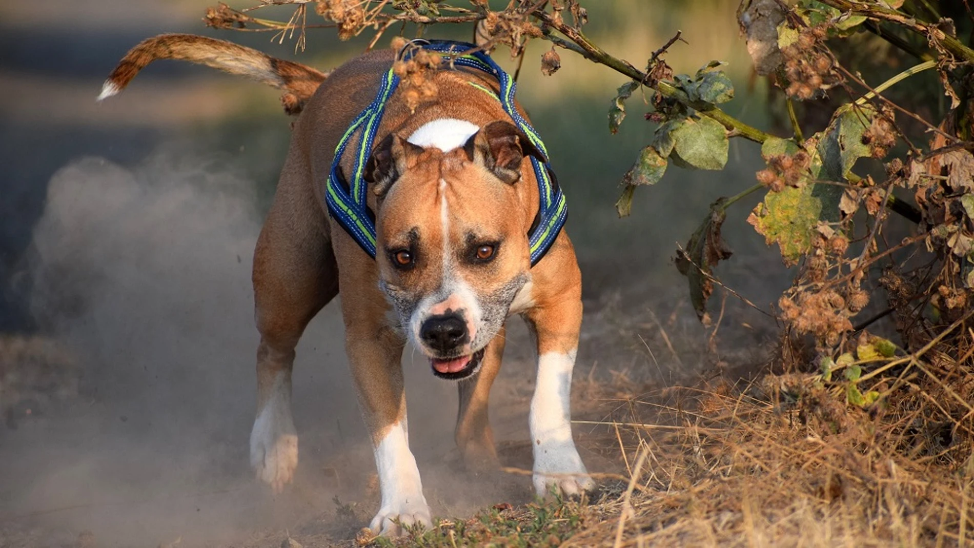 Perro American Staffordshire Perro American Staffordshire