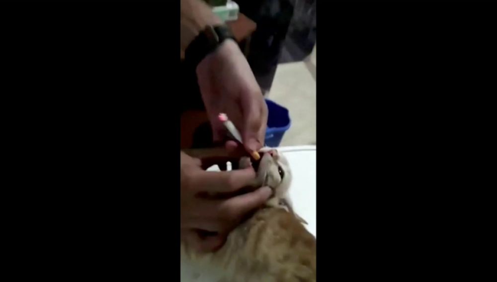 El PACMA solicita la identificación de los jóvenes que le metieron un cigarrillo a un gato en la boca