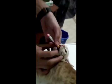 El PACMA solicita la identificación de los jóvenes que le metieron un cigarrillo a un gato en la boca