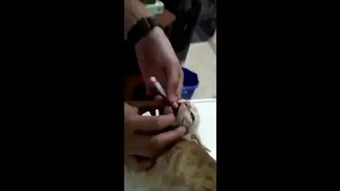El PACMA solicita la identificación de los jóvenes que le metieron un cigarrillo a un gato en la boca El PACMA solicita la identificación de los jóvenes que le metieron un cigarrillo a un gato en la boca