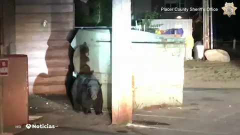 Nueva oso Nueva oso