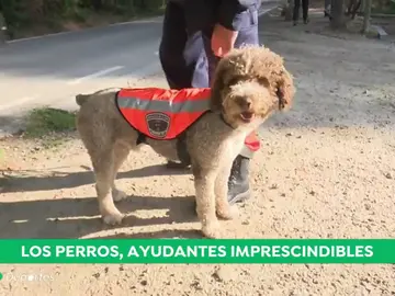 PERROS PERROS