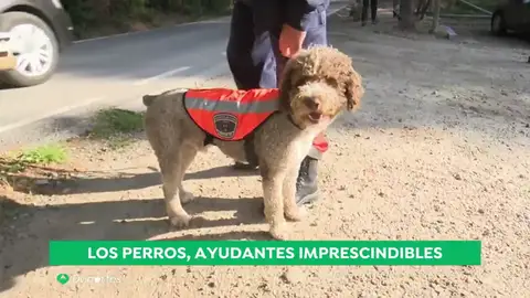 PERROS PERROS