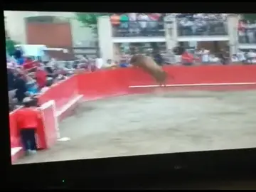 Se escapa un novillo saltando el burladero y acaba en el río Se escapa un novillo saltando el burladero y acaba en el río