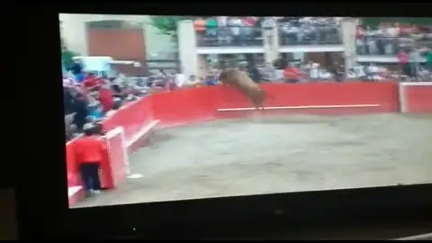 Se escapa un novillo saltando el burladero y acaba en el río Se escapa un novillo saltando el burladero y acaba en el río