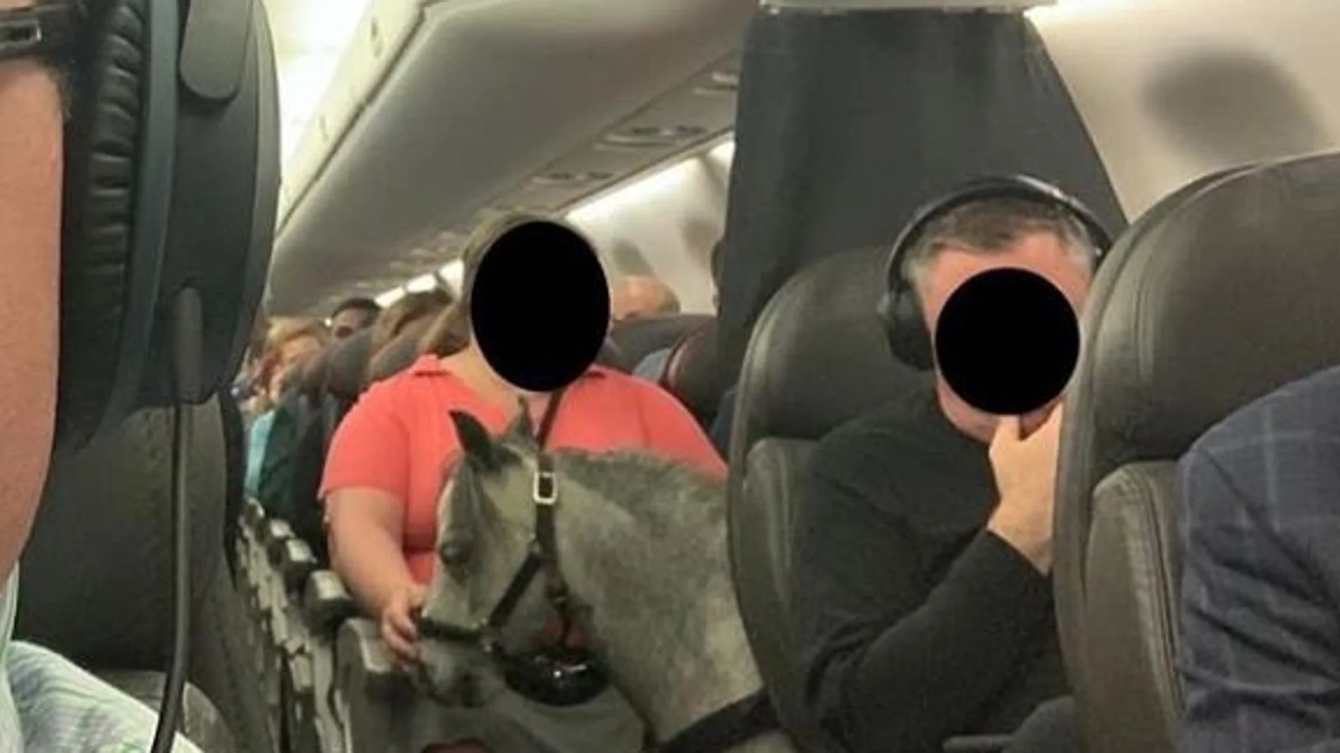 El caballo miniatura que viaja en cabina El caballo miniatura que viaja en cabina