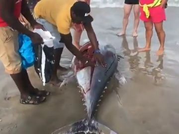 Aparece un atún muerto en la orilla de La Manga a causa de la DANA y lo trocean para llevárselo
