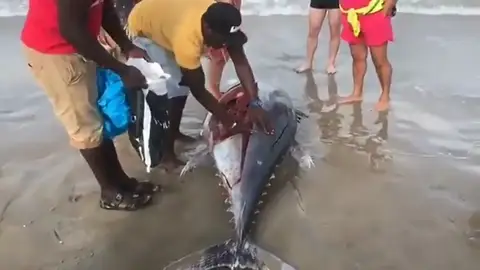 Aparece un atún muerto en la orilla de La Manga a causa de la DANA y lo trocean para llevárselo Aparece un atún muerto en la orilla de La Manga a causa de la DANA y lo trocean para llevárselo