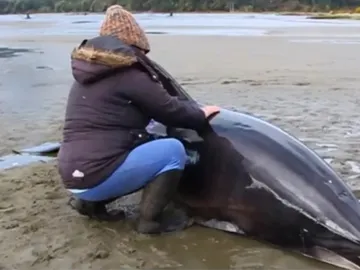 Decenas de personas se vuelcan para ayudar a dos delfines varados en una playa Decenas de personas se vuelcan para ayudar a dos delfines varados en una playa