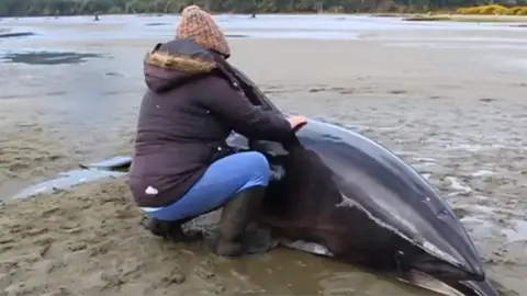 Decenas de personas se vuelcan para ayudar a dos delfines varados en una playa Decenas de personas se vuelcan para ayudar a dos delfines varados en una playa