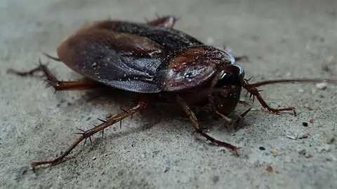 Cucaracha Cucaracha