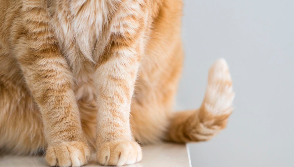 Cuerpo de gato
