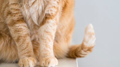 Disparan 30 perdigonazos a un gato en Palma de Mallorca
