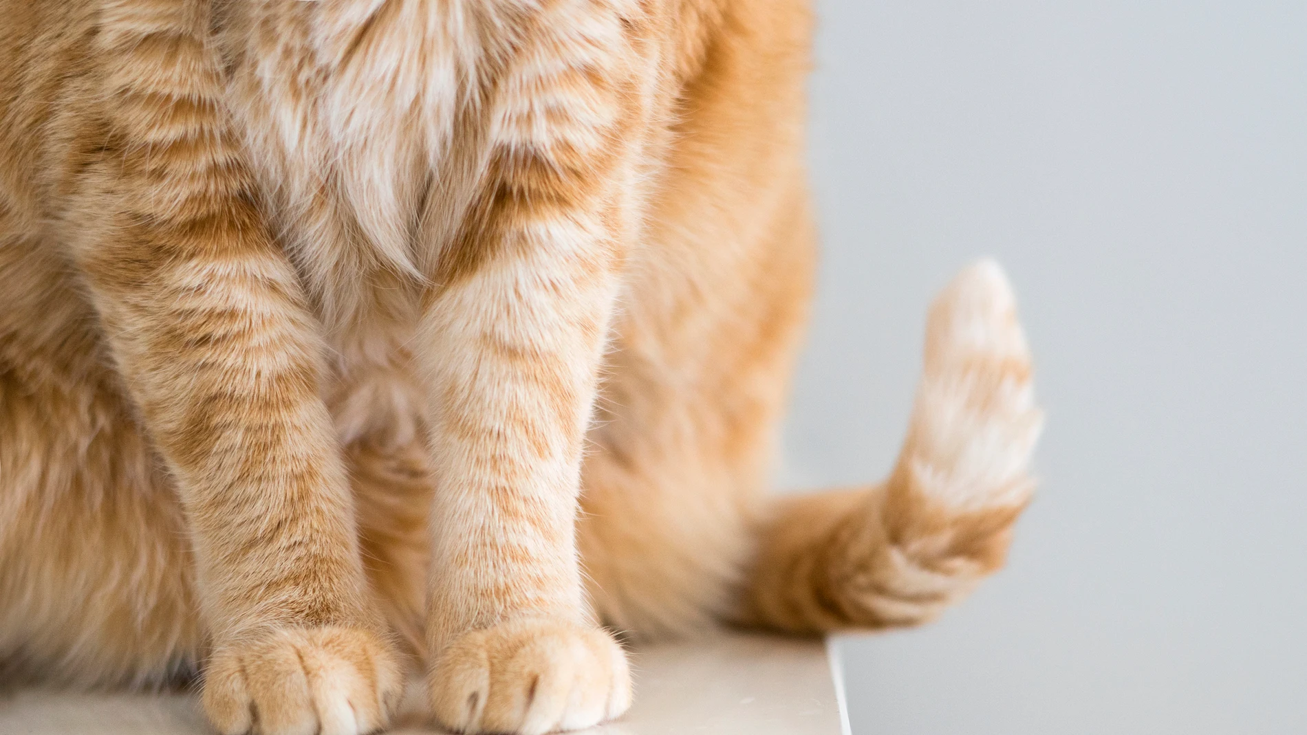 Cuerpo de gato Cuerpo de gato