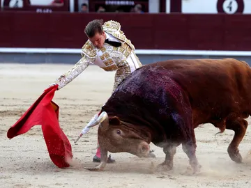 Javier Cortés, cornada en el pómulo y grave contusión en el globo ocular Javier Cortés, cornada en el pómulo y grave contusión en el globo ocular