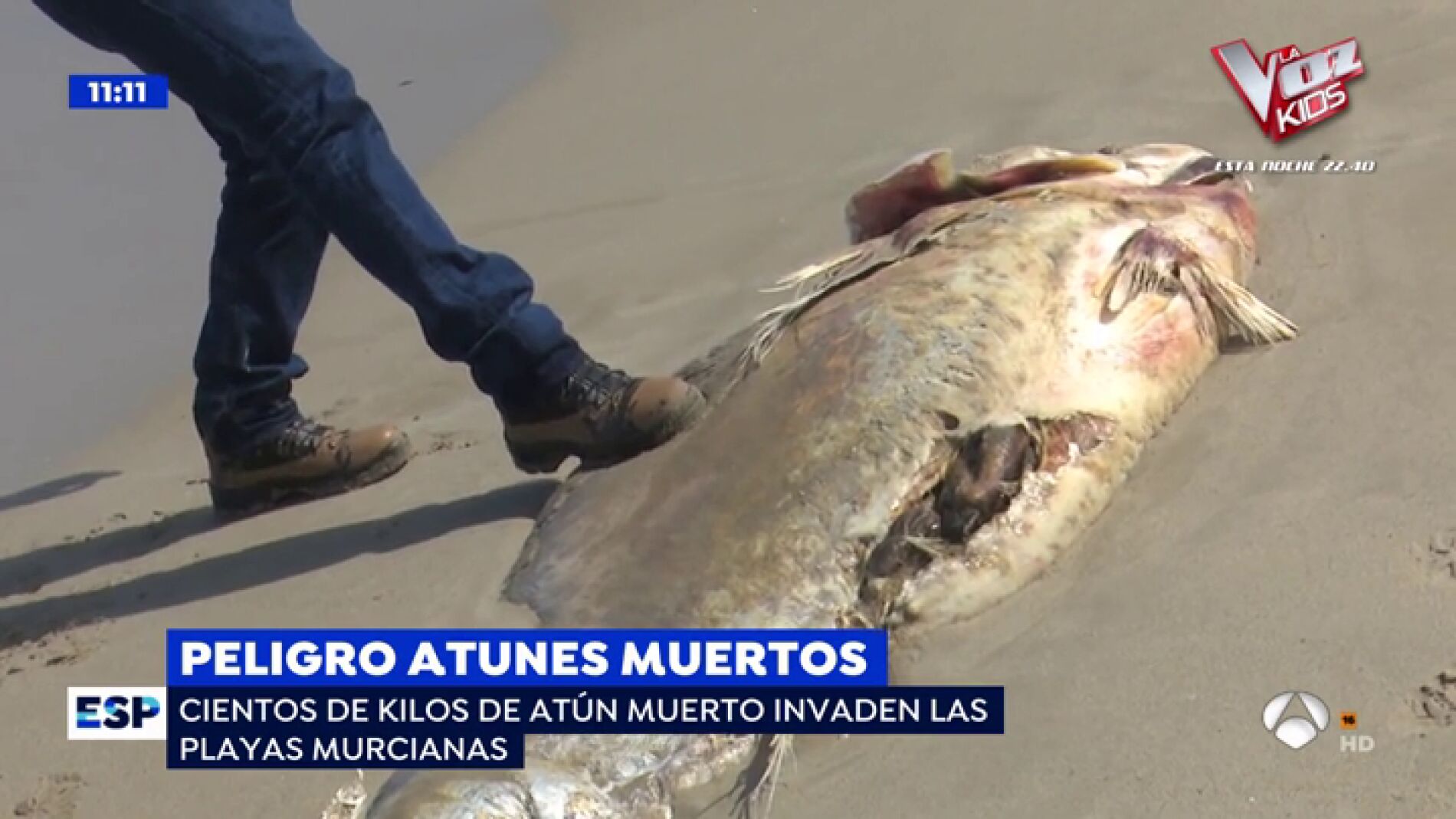 Atunes muertos en Murcia.