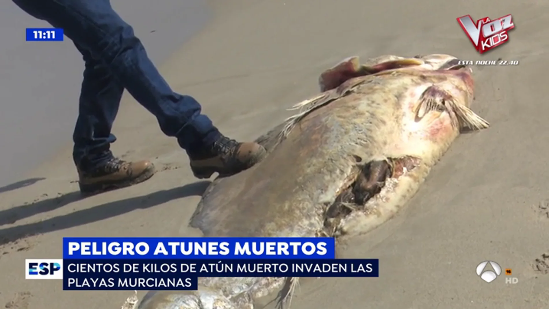 Atunes muertos en Murcia.