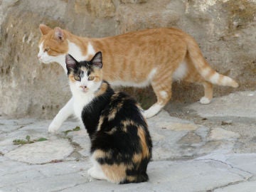 Gatos Gatos