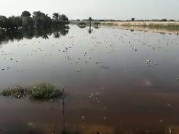 Plantación de melones anegada por las lluvias de la DANA en el parque agrario de Carrizales de Elche.