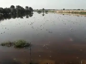 Plantación de melones anegada por las lluvias de la DANA en el parque agrario de Carrizales de Elche. Plantación de melones anegada por las lluvias de la DANA en el parque agrario de Carrizales de Elche.